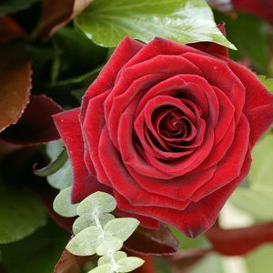 Meet your Posher, Andrea (Marisa)